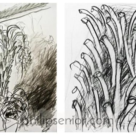 Contemporary art. Nature drawings by expressionist artist Philip Senior